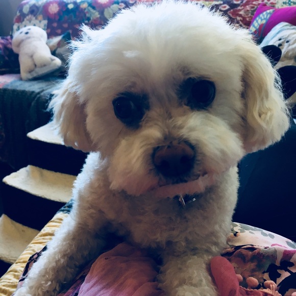 Meet your Posher, Barbara - Picture 3 of 4